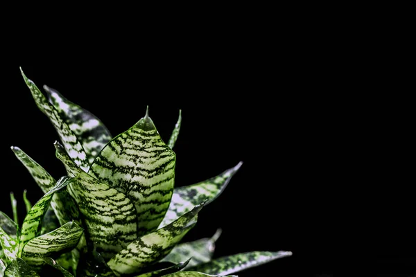 Tongue Green Leaf Golden Edge Sansevieria Trifasciata Laurentii Tree Acts — Stock Photo, Image