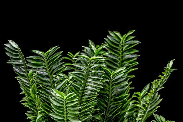 Aloe Vera Meissn Tem Efeito Ser Remédio Base Plantas Tanto — Fotografia de Stock