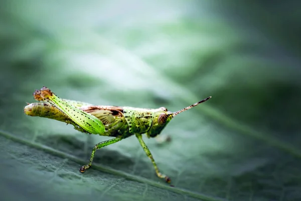 Grasshopper Poleiro Folha Verde — Fotografia de Stock