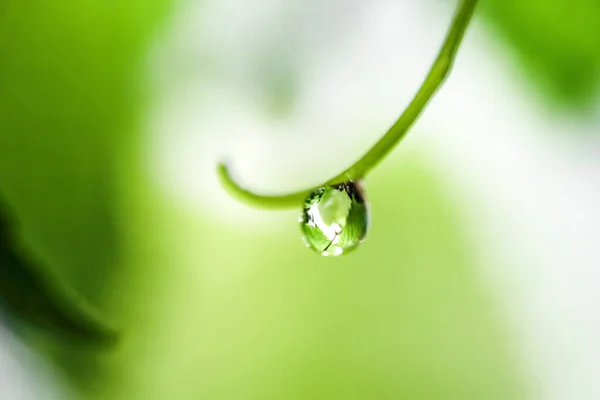 Gotas Água Nas Folhas Durante Estação Chuvosa Floresta Tropical São — Fotografia de Stock