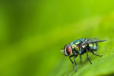 Blow fly 'ın yakınında, çeşitli kanalizasyon kanalizasyonlarında yaygın olarak görülen, yeşil, mavi-yeşil-siyah renkli, parlak renkli, Tayland' da bulunan sineklerden daha büyük bir sinek bulunur.