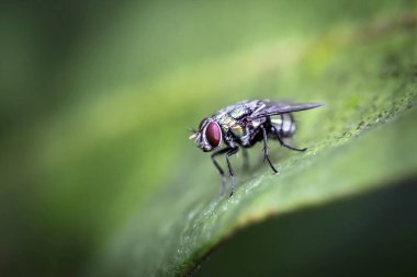 Blow fly 'ın yakınında, çeşitli kanalizasyon kanalizasyonlarında yaygın olarak görülen, yeşil, mavi-yeşil-siyah renkli, parlak renkli, Tayland' da bulunan sineklerden daha büyük bir sinek bulunur.