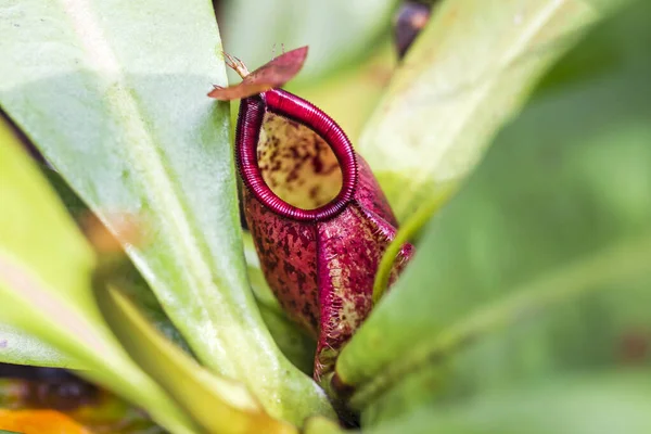 Nepenthes Tipo Planta Insetívora Que Cresce Principalmente Floresta Tropical — Fotografia de Stock