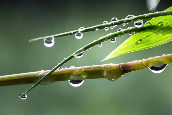 热带雨林雨季树叶上的水滴是生态系统的来源 — 图库照片