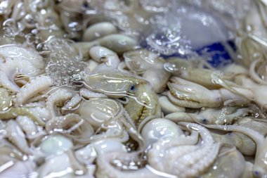 Yerel pazarda kırmızı mürekkep balıkları yaklaşıyor. 