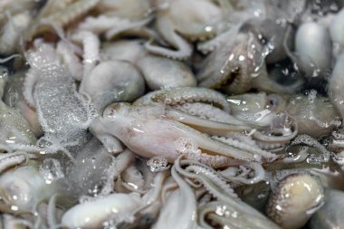 Yerel pazarda kırmızı mürekkep balıkları yaklaşıyor. 