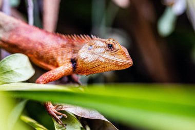 Ağaç kertenkelesi ağaçta kaldı ve hareketsiz kalıp avını bekledi..