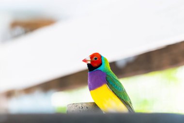 Güzel renkli Gouldian ispinozu