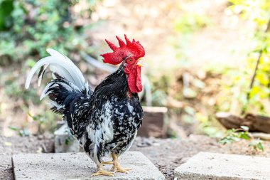 Zeminde ritmik bir yürüyüş şekli var.