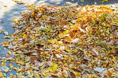Sarı yaprakların arkaplan dokusu sonbahar yaprağı arkaplanı