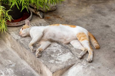 Gri kedi yatakta uyuyor.