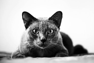 Gri kedi yatakta uyuyor.