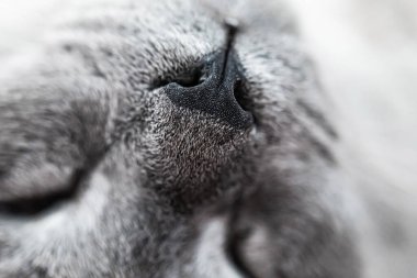 Gri kedi yatakta uyuyor.
