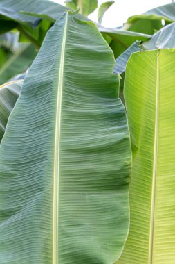 Muz yaprağı ve yağmur damlası