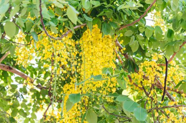 Altın Duş Ağacı 'nın çiçekleri yazın açar.