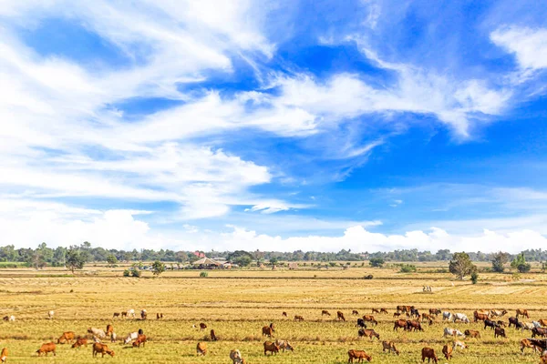 Prados Vacas Estão Comendo Grama Céus Diurnos — Fotografia de Stock