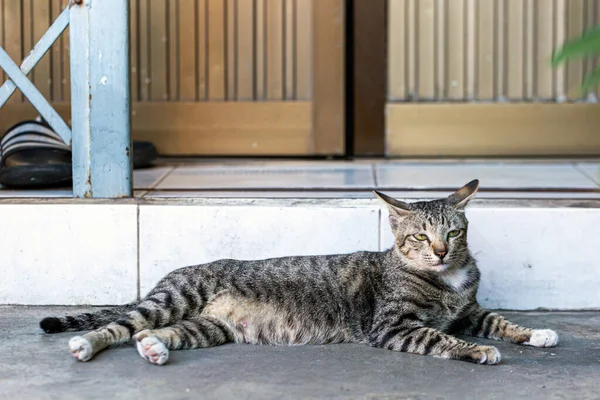 Gato Vadio Livre Fica Escada — Fotografia de Stock