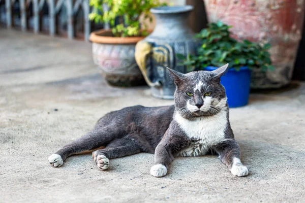 야외에서 길잃은 고양이 사다리에 — 스톡 사진