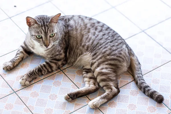 Seekor Kucing Liar Luar Tetap Tangga — Stok Foto