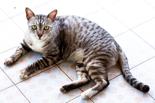 Seekor Kucing Liar Luar Tetap Tangga — Stok Foto