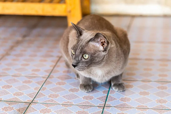 Gato Vadio Livre Fica Escada — Fotografia de Stock