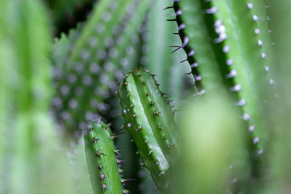 Cactus Est Une Plante Qui Vit Dans Des Terres Arides — Photo