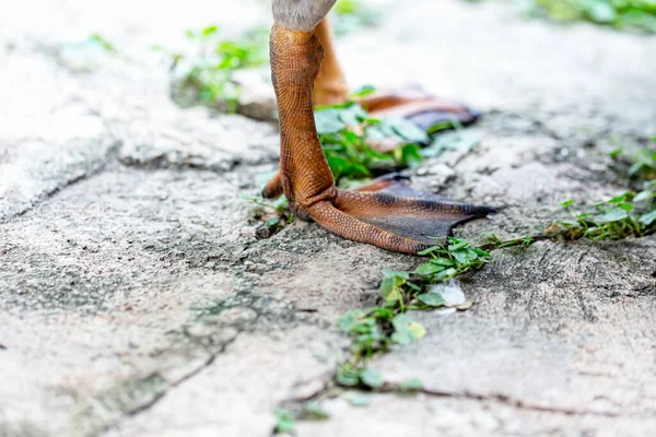 Goose Legs Standing Floor — Stock Photo, Image