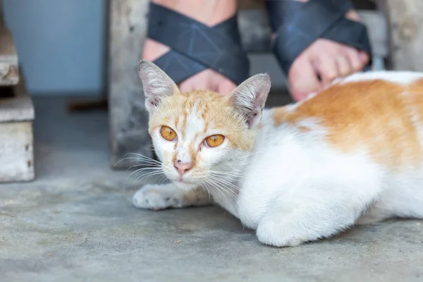 Kucing Abu Abu Tidur Tempat Tidur — Stok Foto