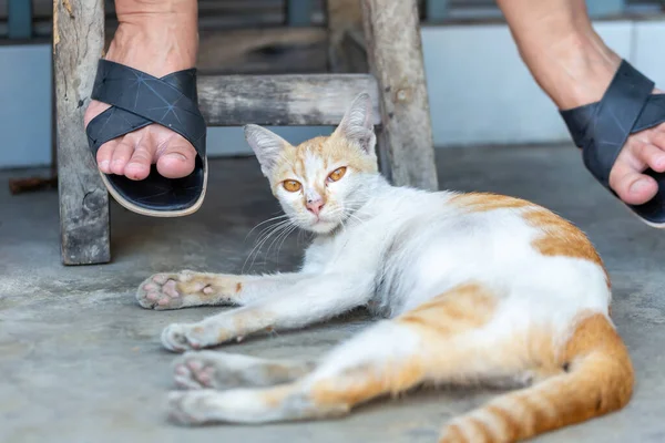 灰猫睡在床上 — 图库照片