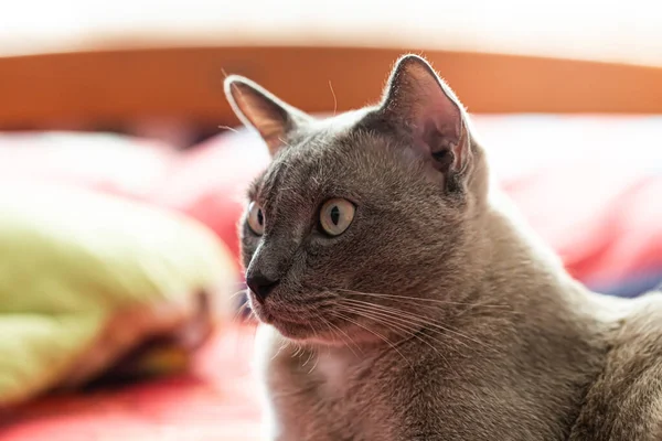 ベッドの上で寝ている灰色の猫 — ストック写真