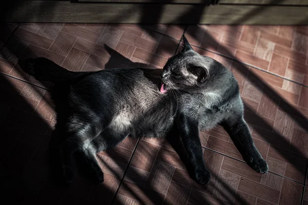 Gato Cinza Dormindo Cama — Fotografia de Stock