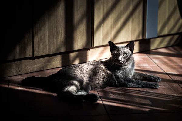 Gato Gris Durmiendo Cama —  Fotos de Stock