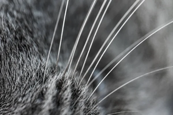 灰猫皮毛背景条纹 — 图库照片
