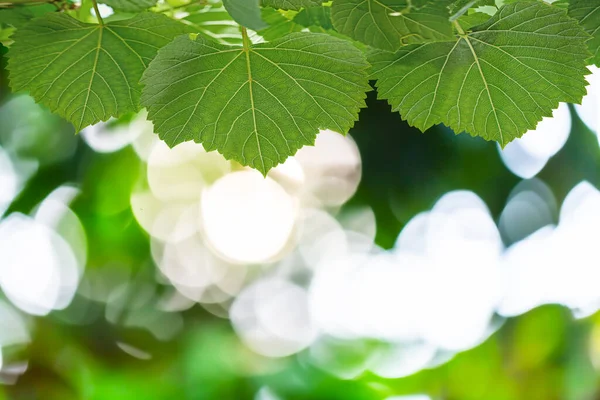 Modello Delle Foglie Sotto Luce Del Sole Riflette Bella Natura — Foto Stock