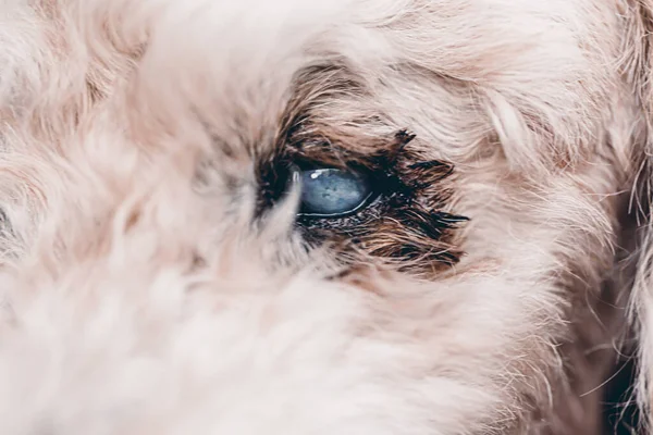 Cães Mais Velhos São Desativados Ambos Olhos — Fotografia de Stock