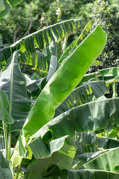 Banana Leaf Rain Drop — Stock Photo, Image