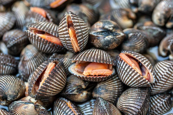 closeup of a common cockle