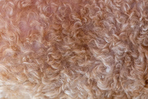 Wool Fabric Grey Close Texture — Stock Photo, Image