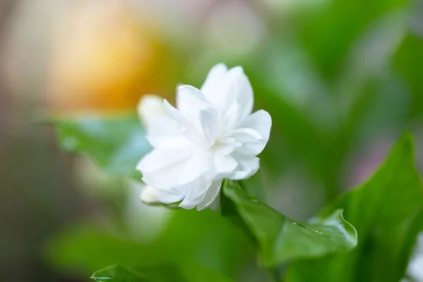 Image Beautiful Blossoming Branch Jasmine — Stock Photo, Image