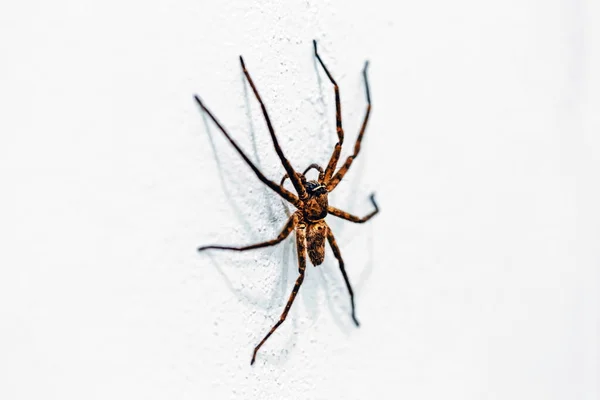 Araña Casa Común Pared — Foto de Stock