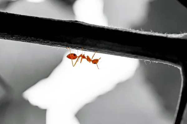 Las Hormigas Tejedoras Rojas Comparten Comida Con Otra — Foto de Stock