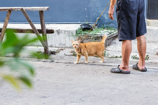 Gatinho Rua Que Nunca Foi Amado — Fotografia de Stock