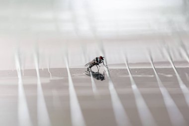 Blow fly 'ın yakınında, çeşitli kanalizasyon kanalizasyonlarında yaygın olarak görülen, yeşil, mavi-yeşil-siyah renkli, parlak renkli, Tayland' da bulunan sineklerden daha büyük bir sinek bulunur.