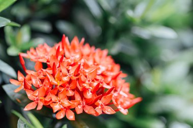 Yeşil Yaprak Arkaplanlı Kızıl Batı Hint Yasemin Çiçeği