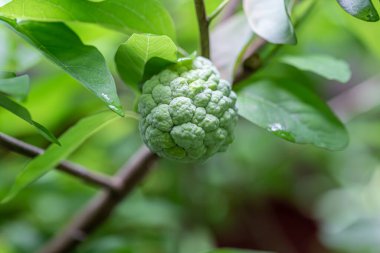 Şeker elması ya da Annona Squamosa Linn. Tayland 'da bahçede bir ağaçta yetişiyor.