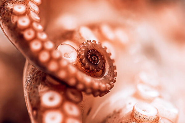 Octopus at a food market