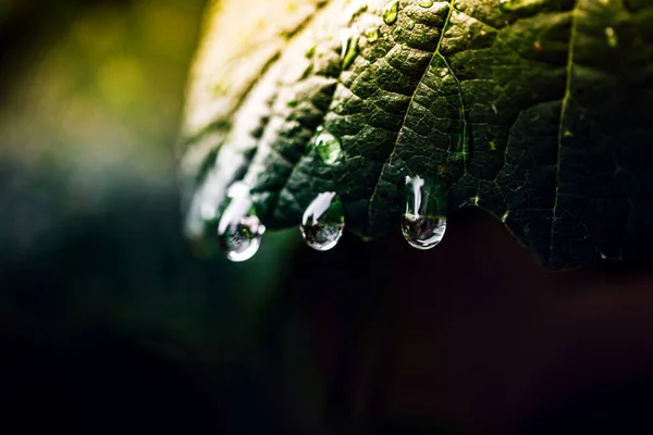 Gotas Água Nas Folhas Durante Estação Chuvosa Floresta Tropical — Fotografia de Stock