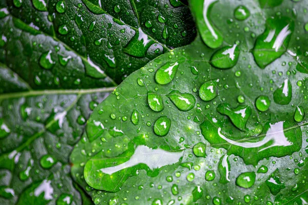 雨期の雨林の葉の水滴 — ストック写真
