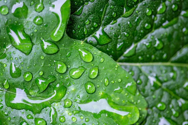 雨期の雨林の葉の水滴 — ストック写真