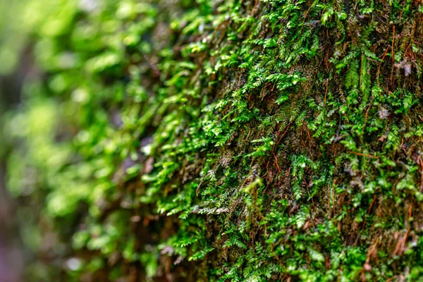 Musgo Verde Fundo Floresta — Fotografia de Stock